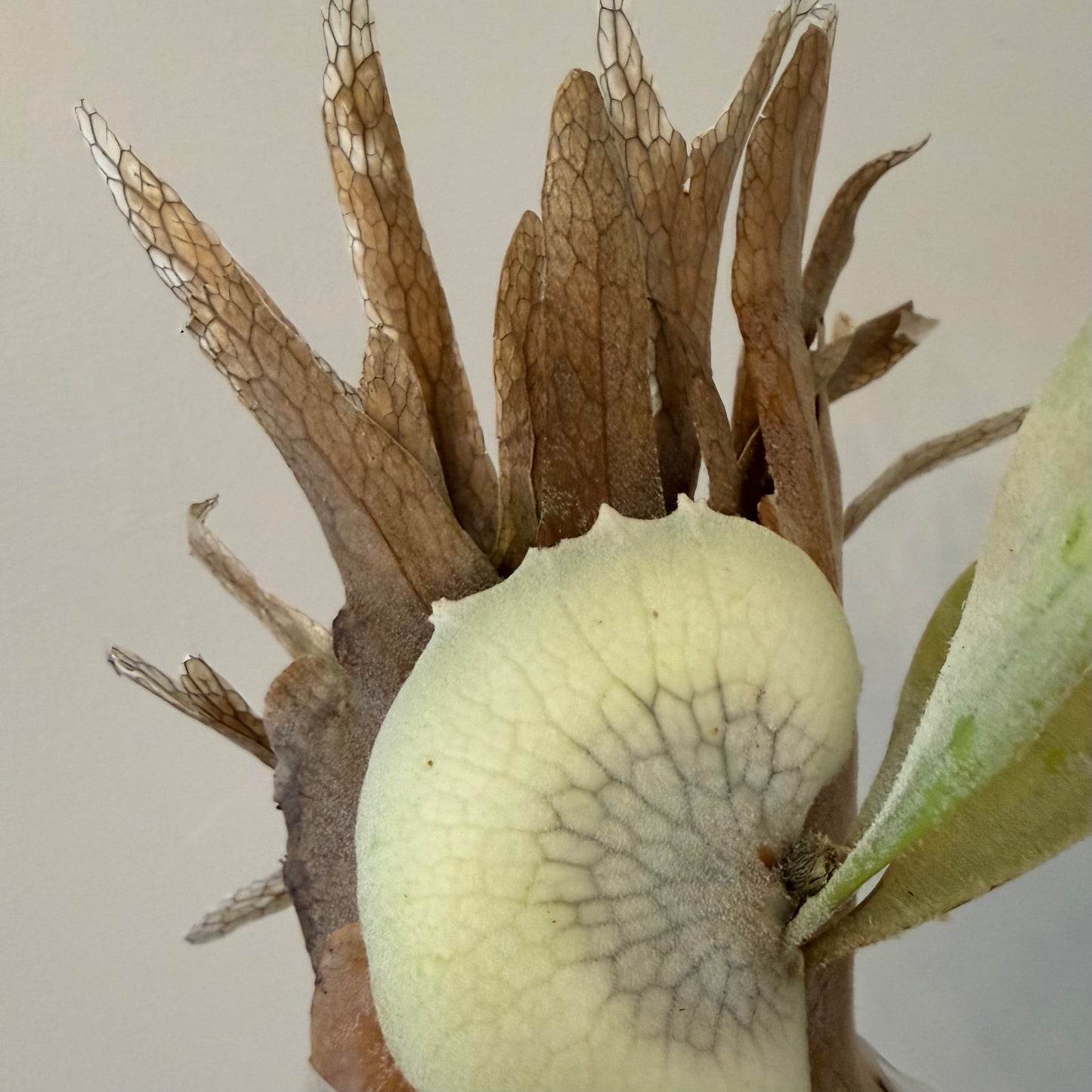 Platycerium Willinckii Bogor x Lemoinei spore