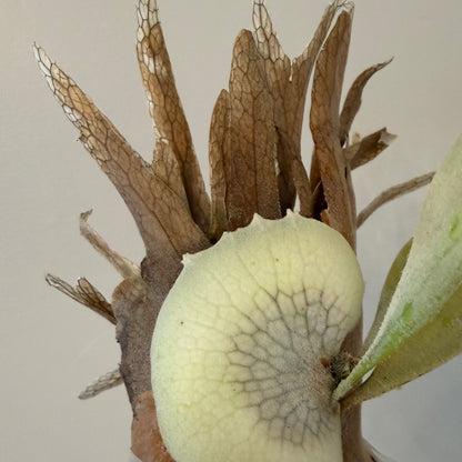 Platycerium Willinckii Bogor x Lemoinei spore