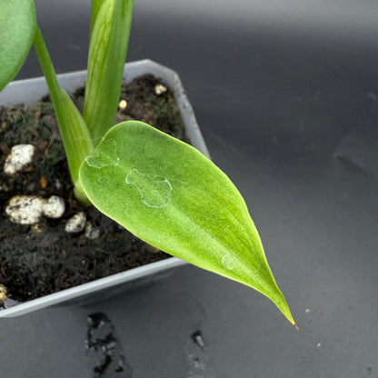 Monstera deliciosa sierrana (538)