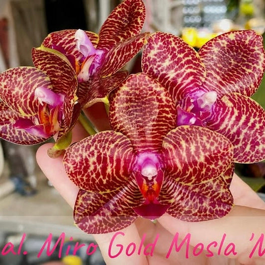 Phalaenopsis Miro Gold Mosla ‘MS’ – Rare Hybrid Orchid | Live Plant