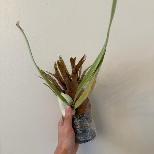 Platycerium Willinckii Bogor x Lemoinei spore