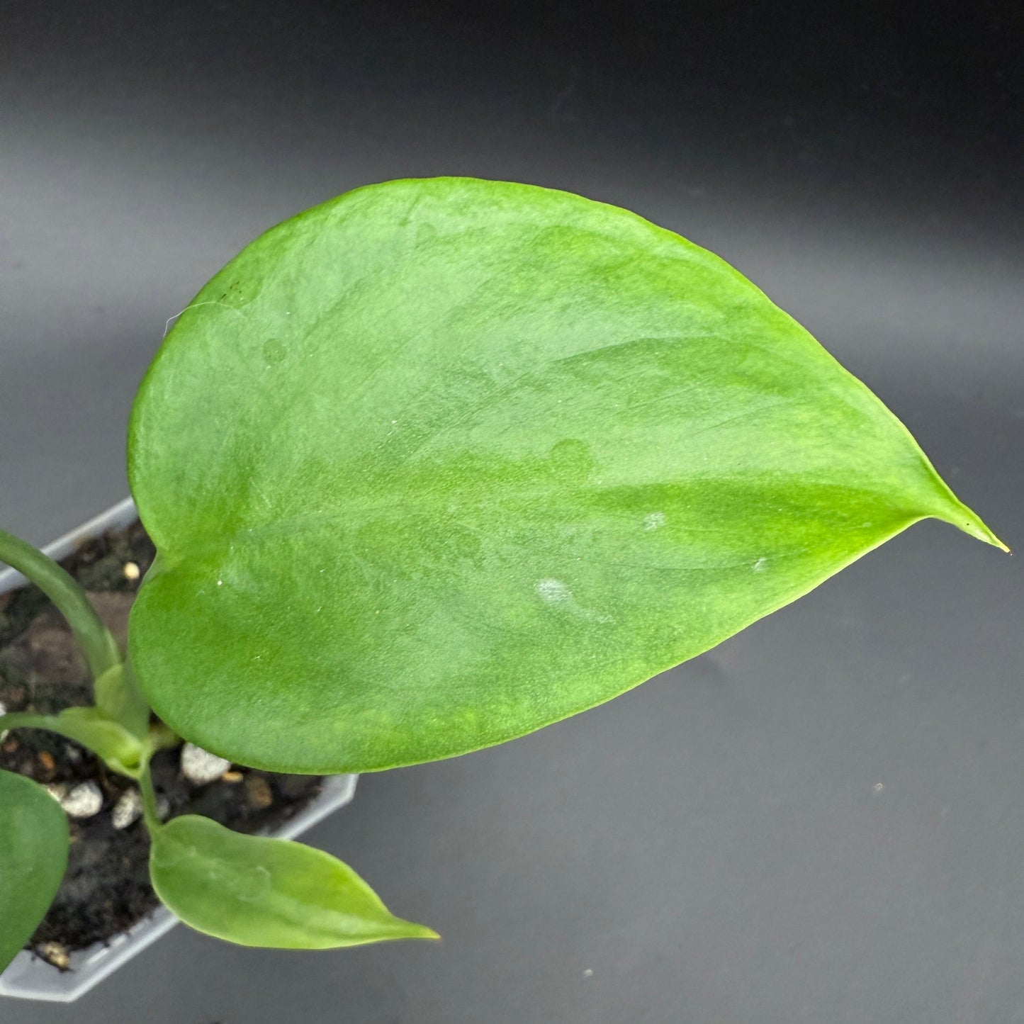 Monstera deliciosa sierrana (538)