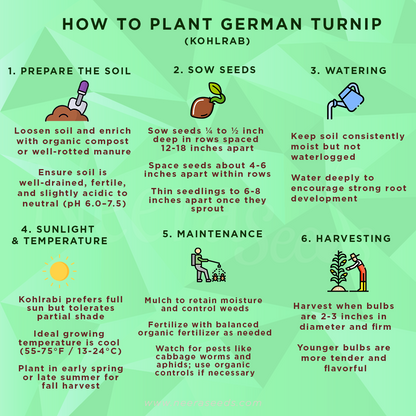 German Turnip (Kohlrabi) Seeds for Planting – Heirloom, Non-GMO Vegetable Seeds for Home Garden and Organic Growing