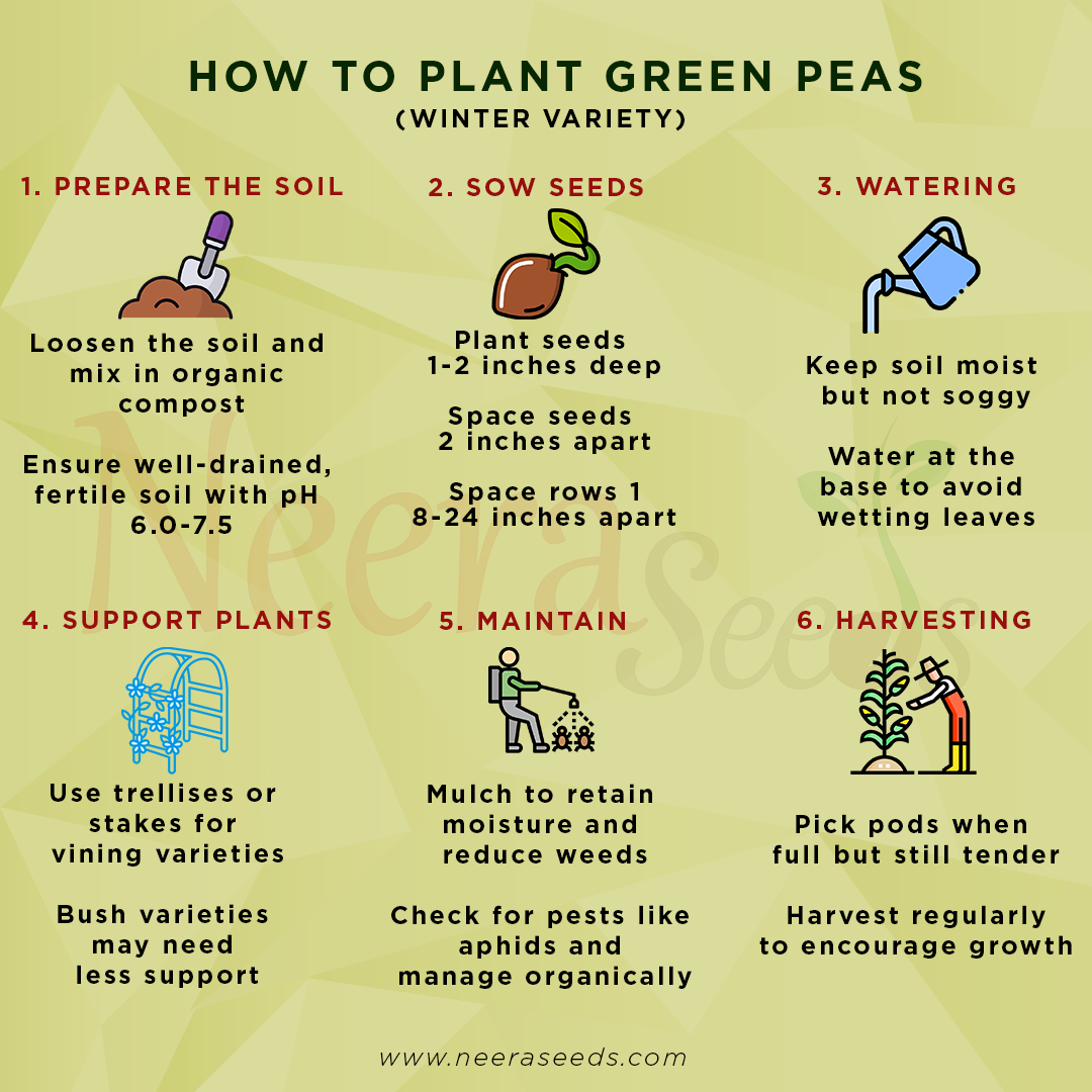 Green Peas (Winter Variety) Seeds for Planting – Cold-Resistant, Heirloom Vegetable Seeds for Cool Season Gardening