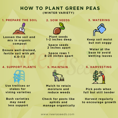 Green Peas (Winter Variety) Seeds for Planting – Cold-Resistant, Heirloom Vegetable Seeds for Cool Season Gardening