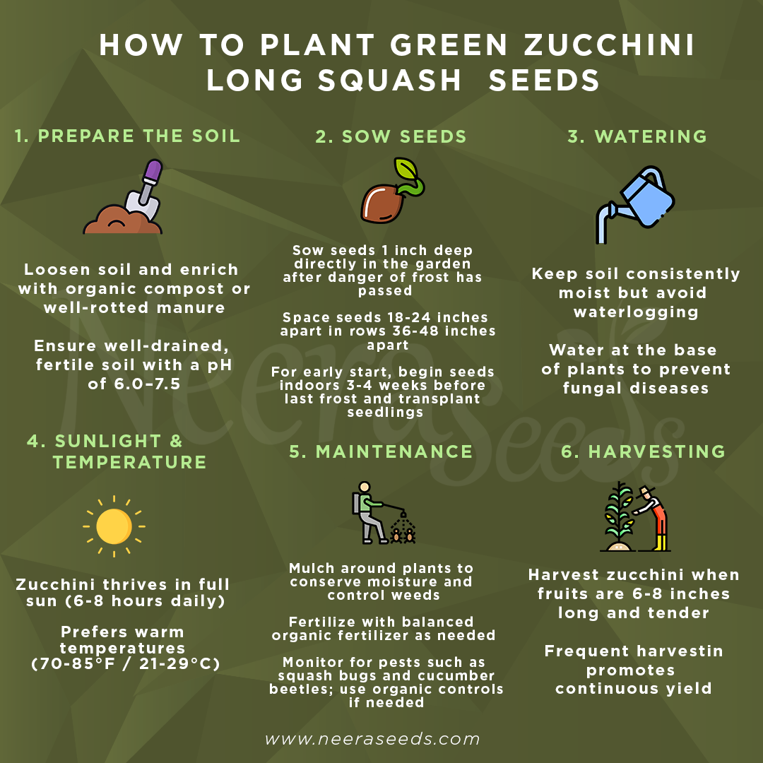 Green Round Zucchini Squash Seeds for Planting – Heirloom, Non-GMO, High-Yield Summer Vegetable Seeds