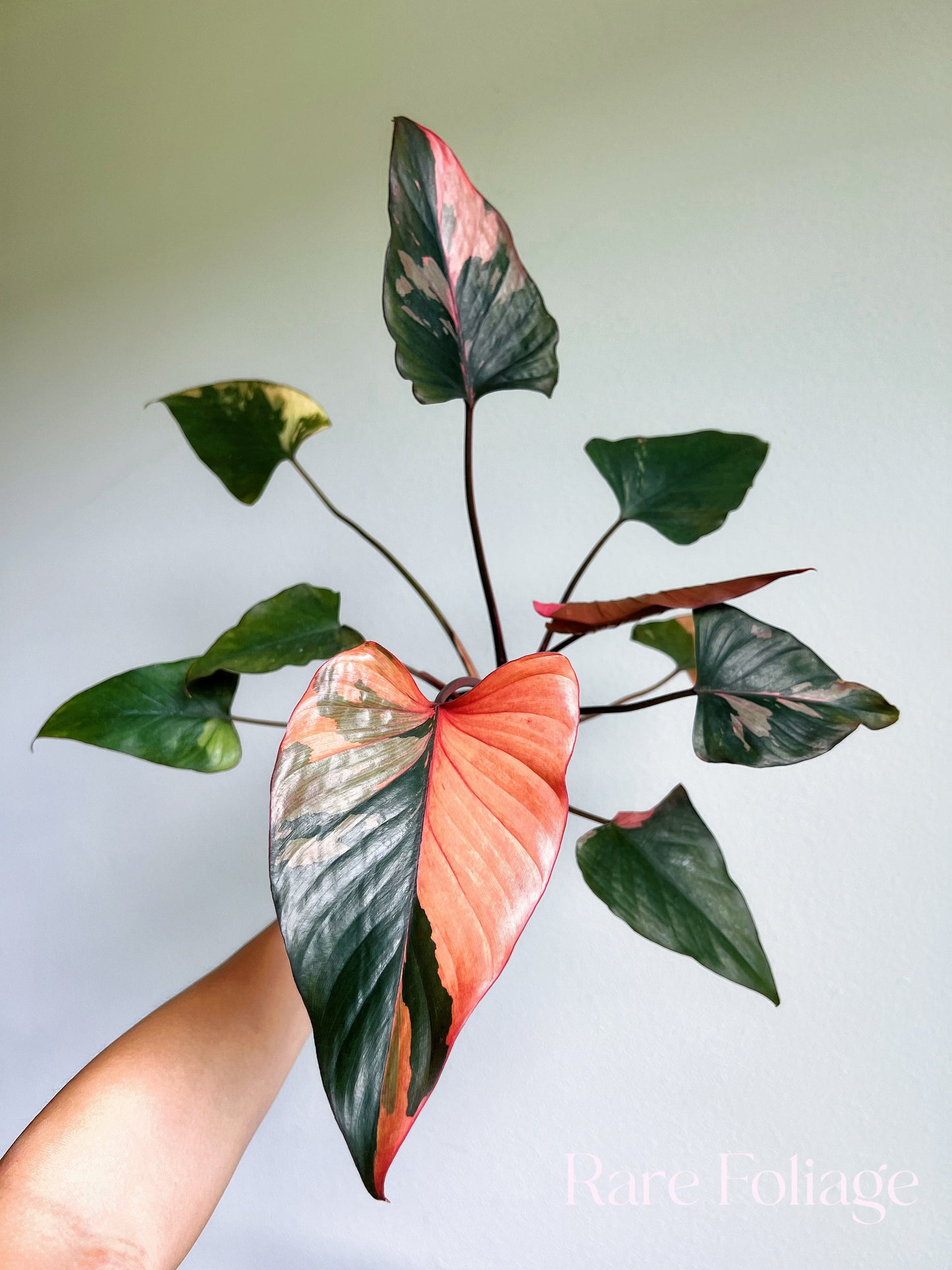 RARE Homalomena Pink Diamond