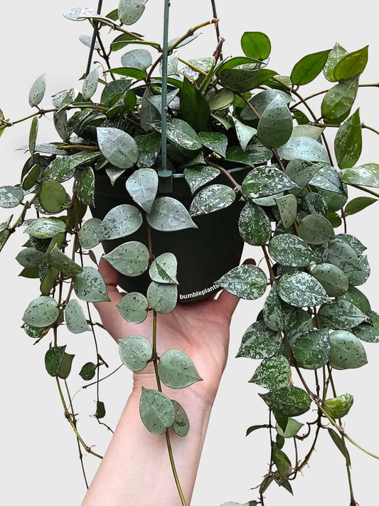 Hoya Krohniana Super Eskimo