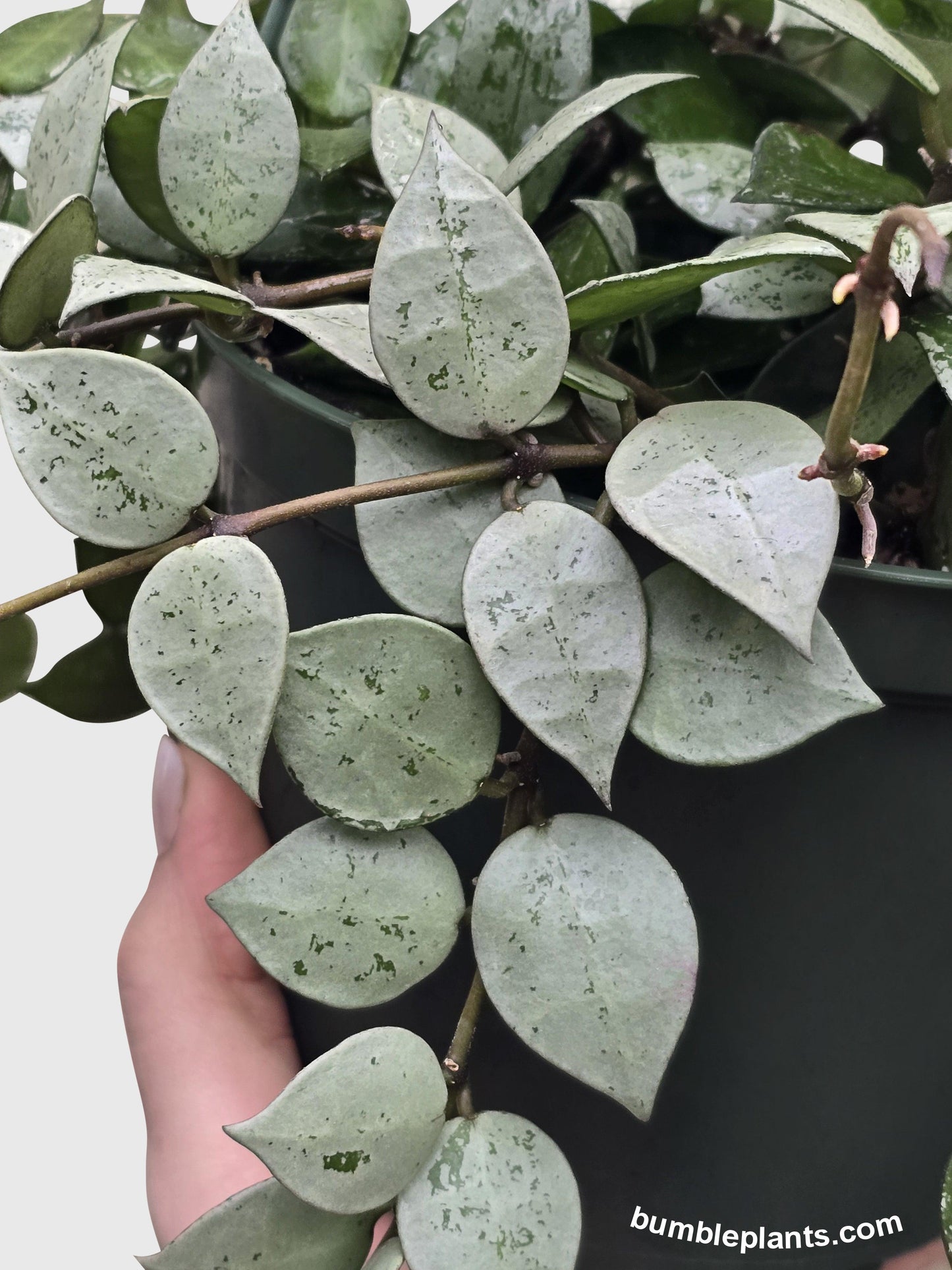 Hoya Krohniana Super Eskimo