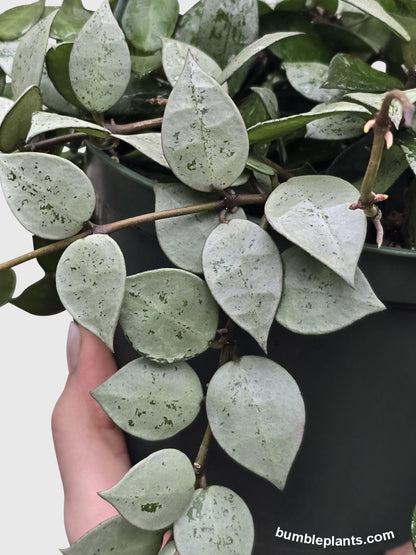 Hoya Krohniana Super Eskimo