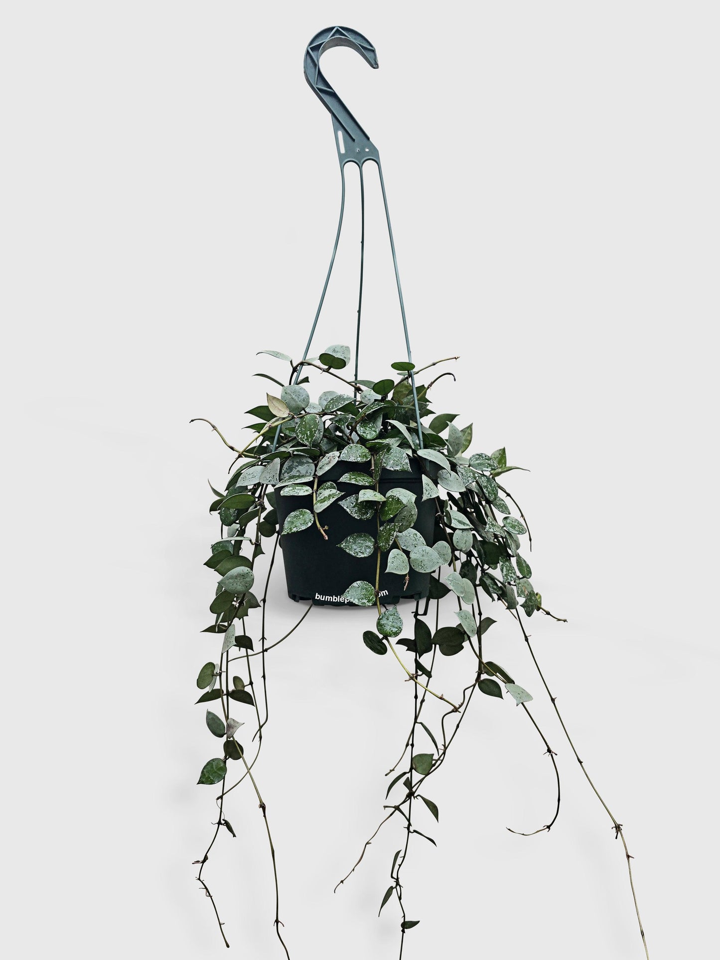 Hoya Krohniana Super Eskimo