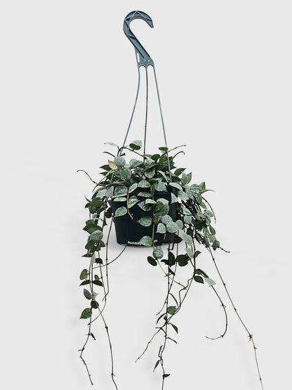 Hoya Krohniana Super Eskimo