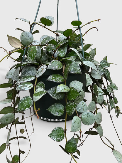 Hoya Krohniana Super Eskimo