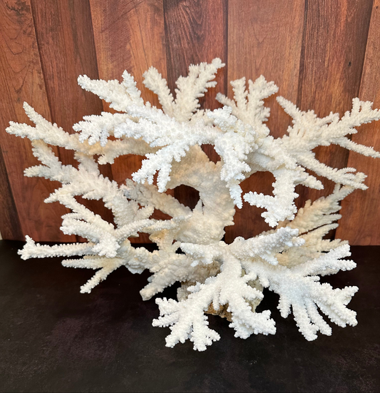 Vintage Branch Coral Creation- 20"