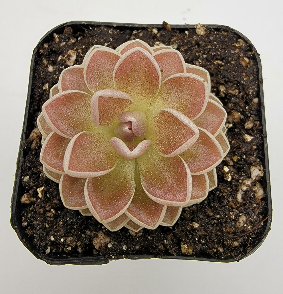 Pinguicula ehlersiae 'Victoria' – Rare Mexican Carnivorous Butterwort | Live Plant