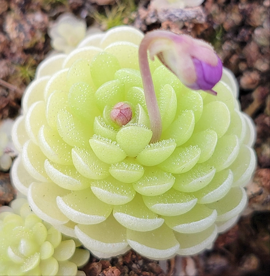Pinguicula esseriana – Rare Mexican Carnivorous Butterwort | Live Plant