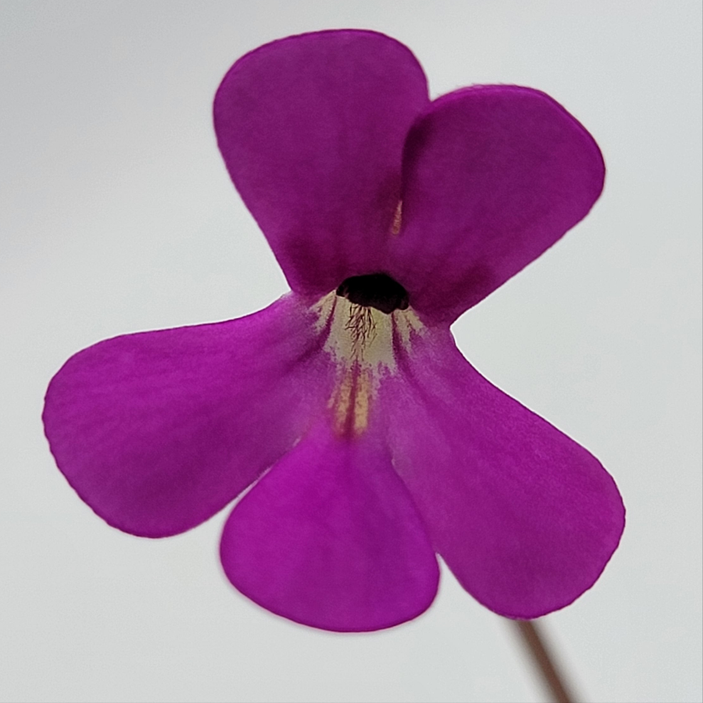 Pinguicula ehlersiae 'Victoria' – Rare Mexican Carnivorous Butterwort | Live Plant