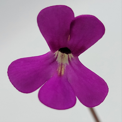 Pinguicula ehlersiae 'Victoria' – Rare Mexican Carnivorous Butterwort | Live Plant