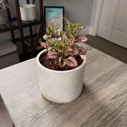 Polka Dot Plant – Colorful Foliage in Premium Charlie Pot Options