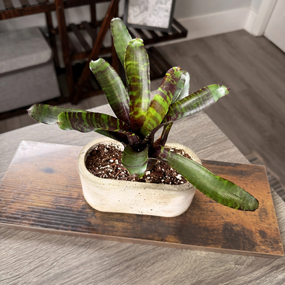 Neoregelia Blushing Tiger – Colorful Bromeliad in 4.5″ Charlie Pot (Oval)