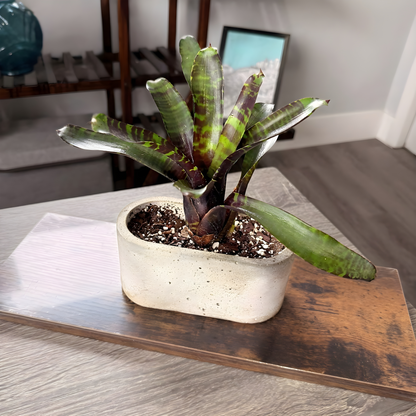 Neoregelia Blushing Tiger – Colorful Bromeliad in 4.5″ Charlie Pot (Oval)