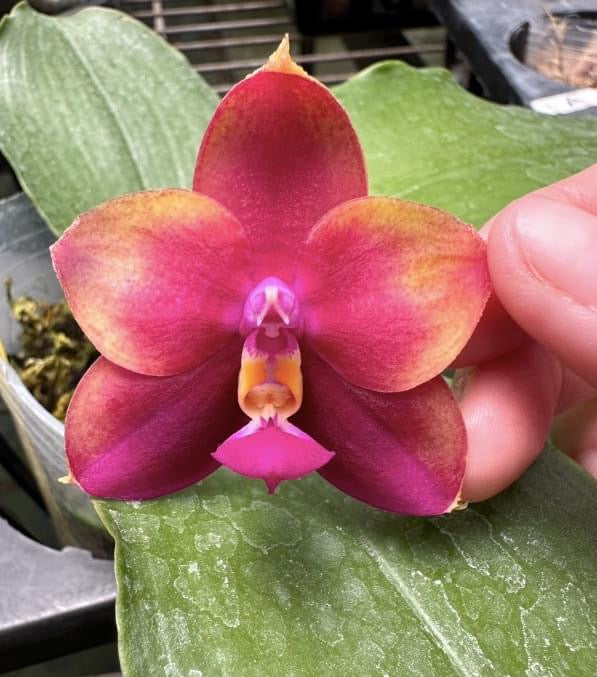 Phalaenopsis Mituo Obsidian 'Anmio' – Rare Bright Hybrid Orchid | Live Plant