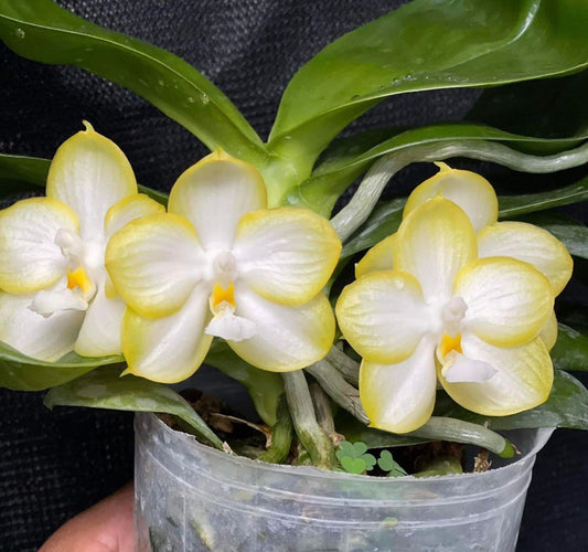 Phalaenopsis Yaphon Gelacea ‘Green’ – Rare Yellow Hybrid Orchid | Live Plant