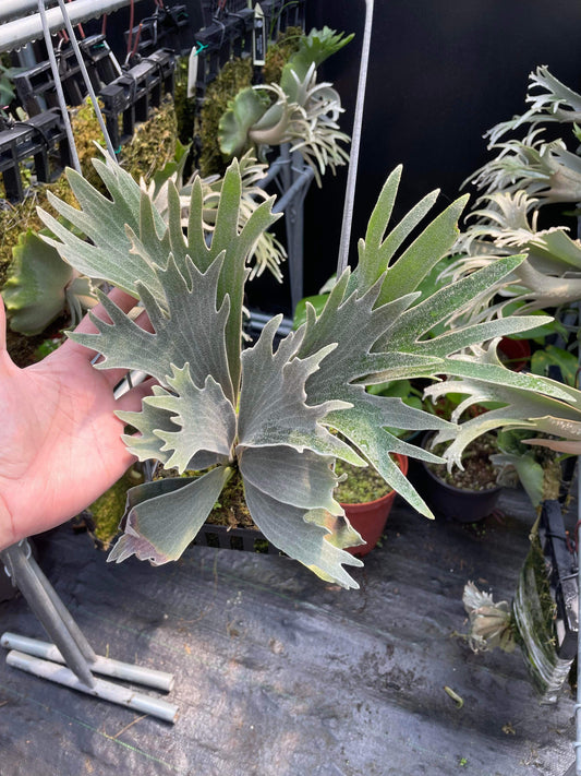 Platycerium willinckii “Spur” Dwarf – Rare Miniature Staghorn Fern | Live Pup