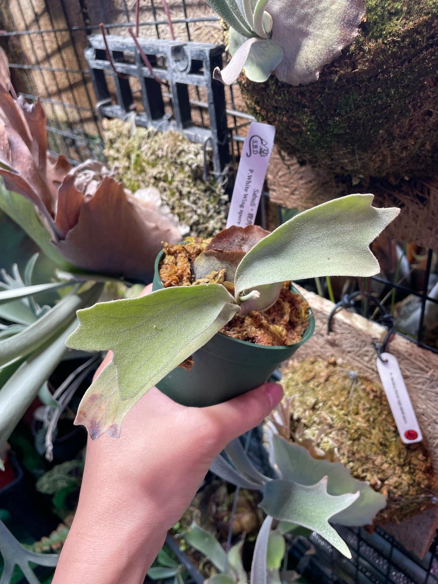 Platycerium White Wing select #2