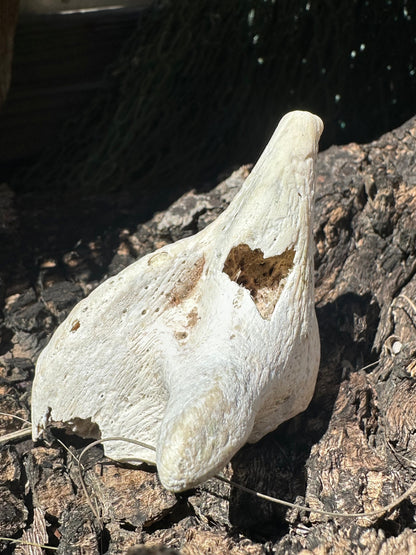 Fossilized Drum Mouth Plate