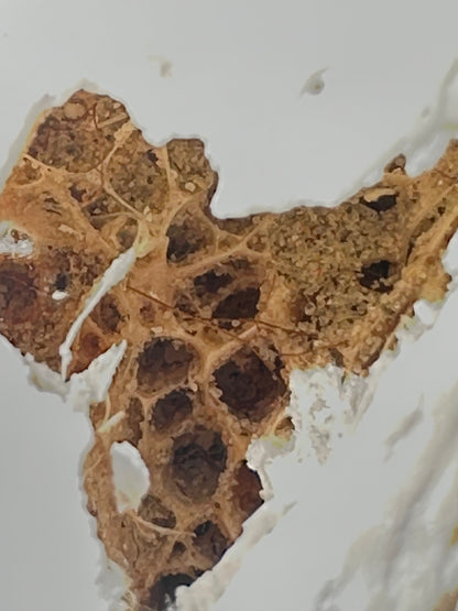 Fossilized Drum Mouth Plate