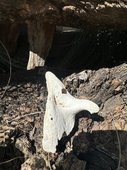 Fossilized Drum Mouth Plate