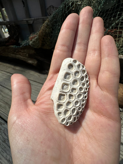 Fossilized Drum Mouth Plate with Display Case