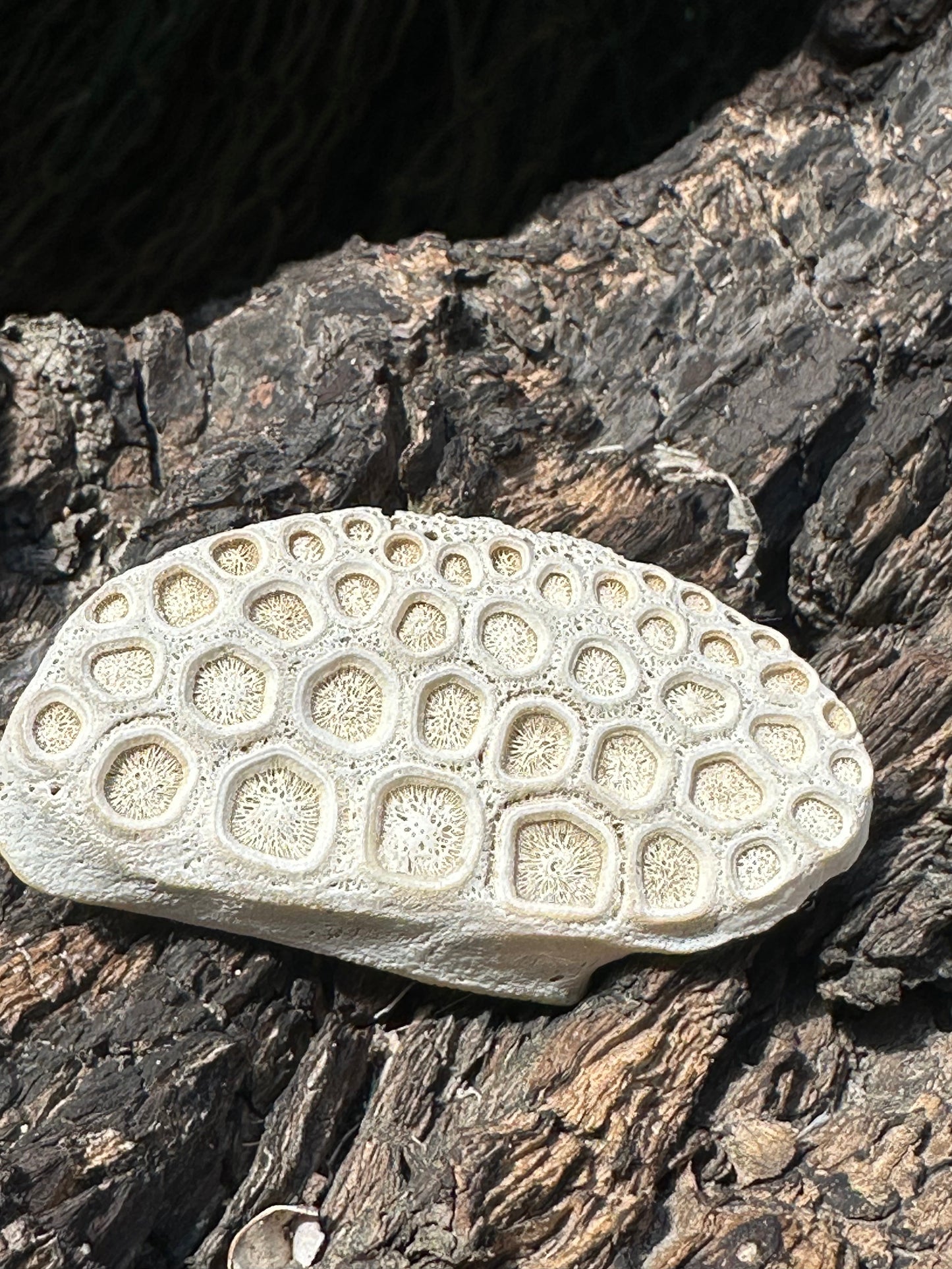 Fossilized Drum Mouth Plate with Display Case