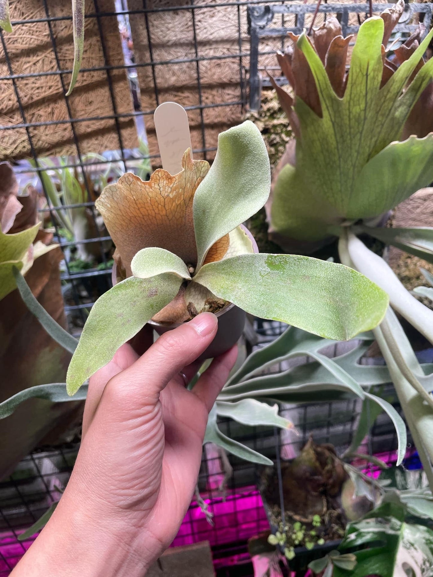 Platycerium Paul Vespa