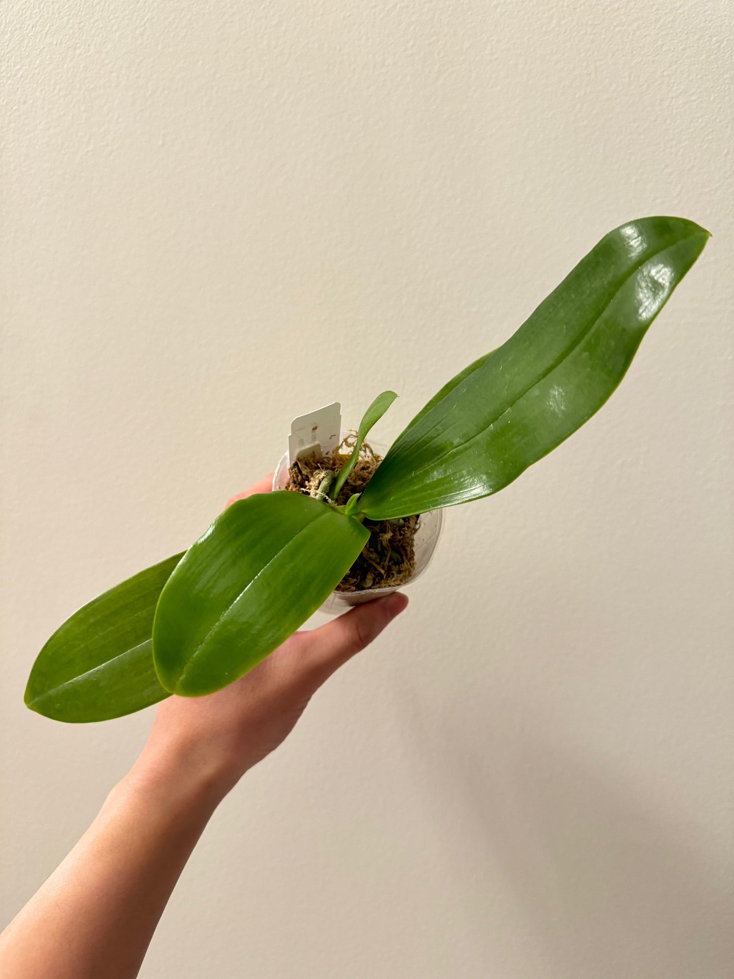 Phalaenopsis Frenchy’s Fantastic Yellows x Mituo Love (P. Ginka) – Rare Hybrid Orchid | Live Plant