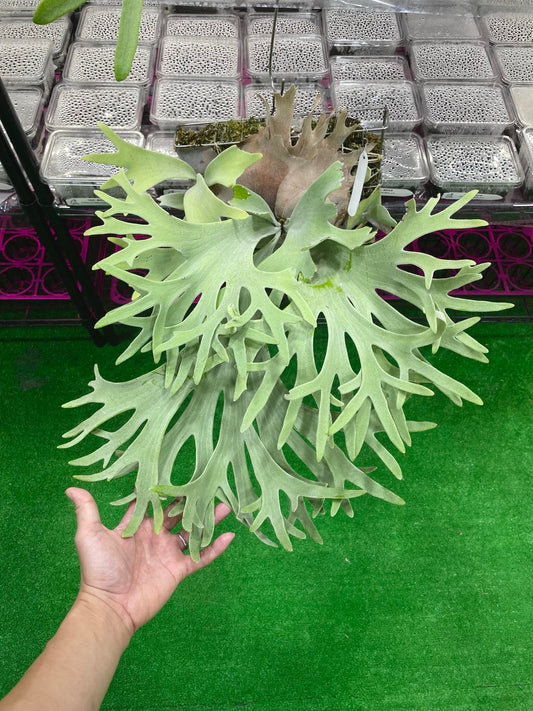 Platycerium Willinckii Celso tatsuta