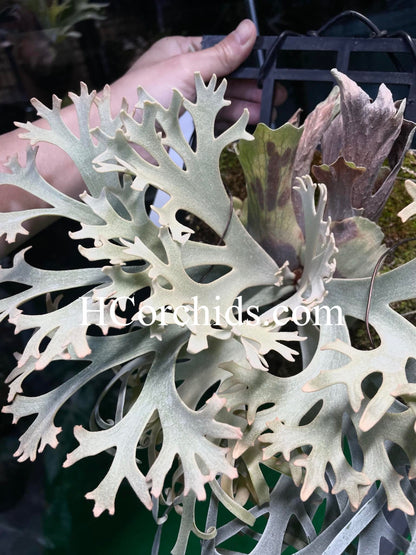 Platycerium Willinckii “Zapdos”