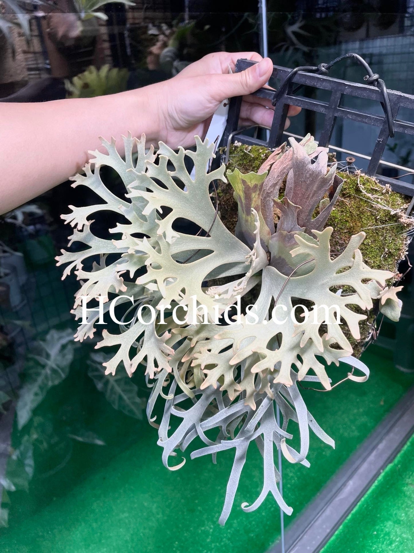 Platycerium Willinckii “Zapdos”