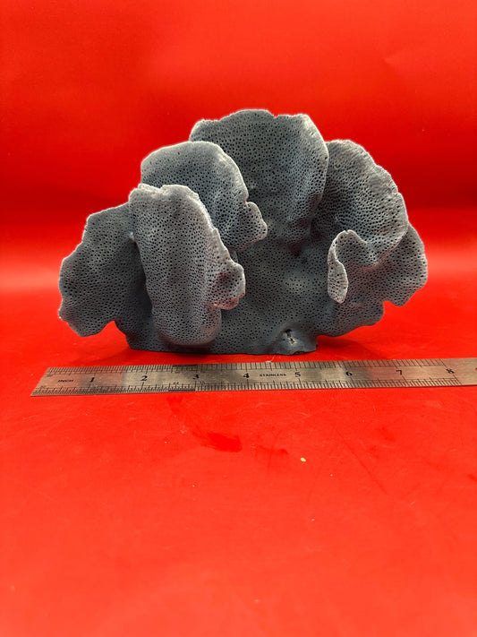 Vintage Blue Ridge Coral Specimen - Natural Coastal Home Decor Piece