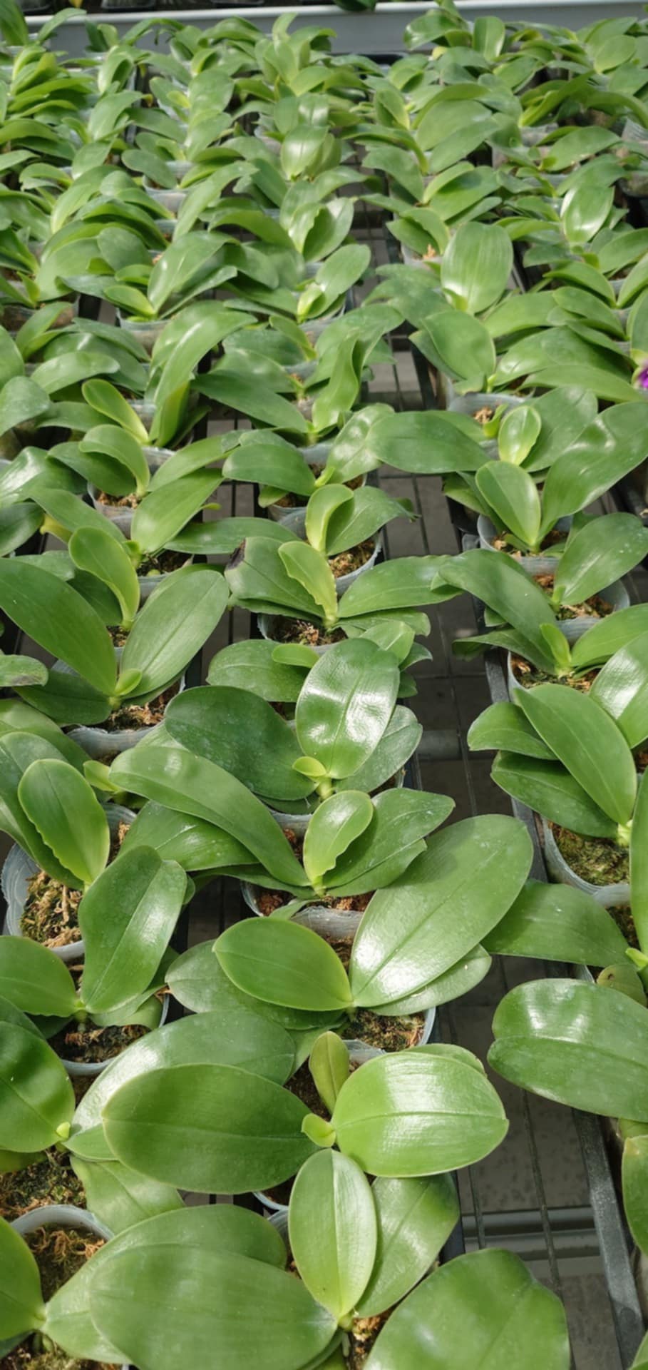Phalaenopsis bellina "Pink" x sib – Rare Fragrant Orchid Species | Live Plant