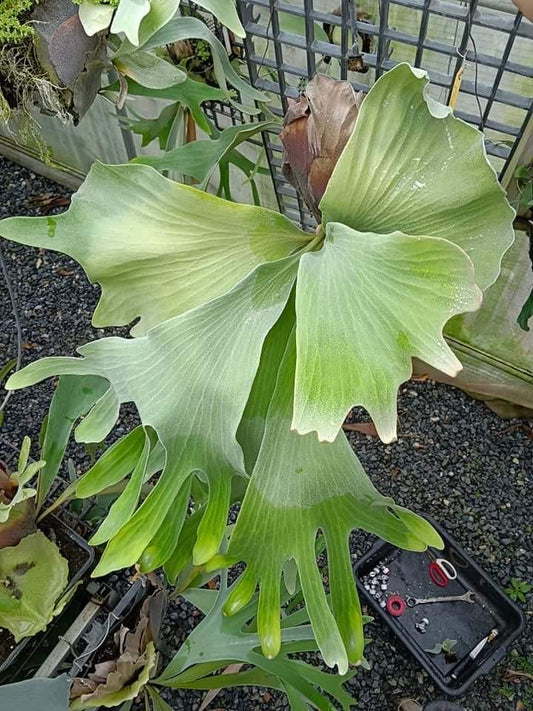 Platycerium Butterfly Moon
