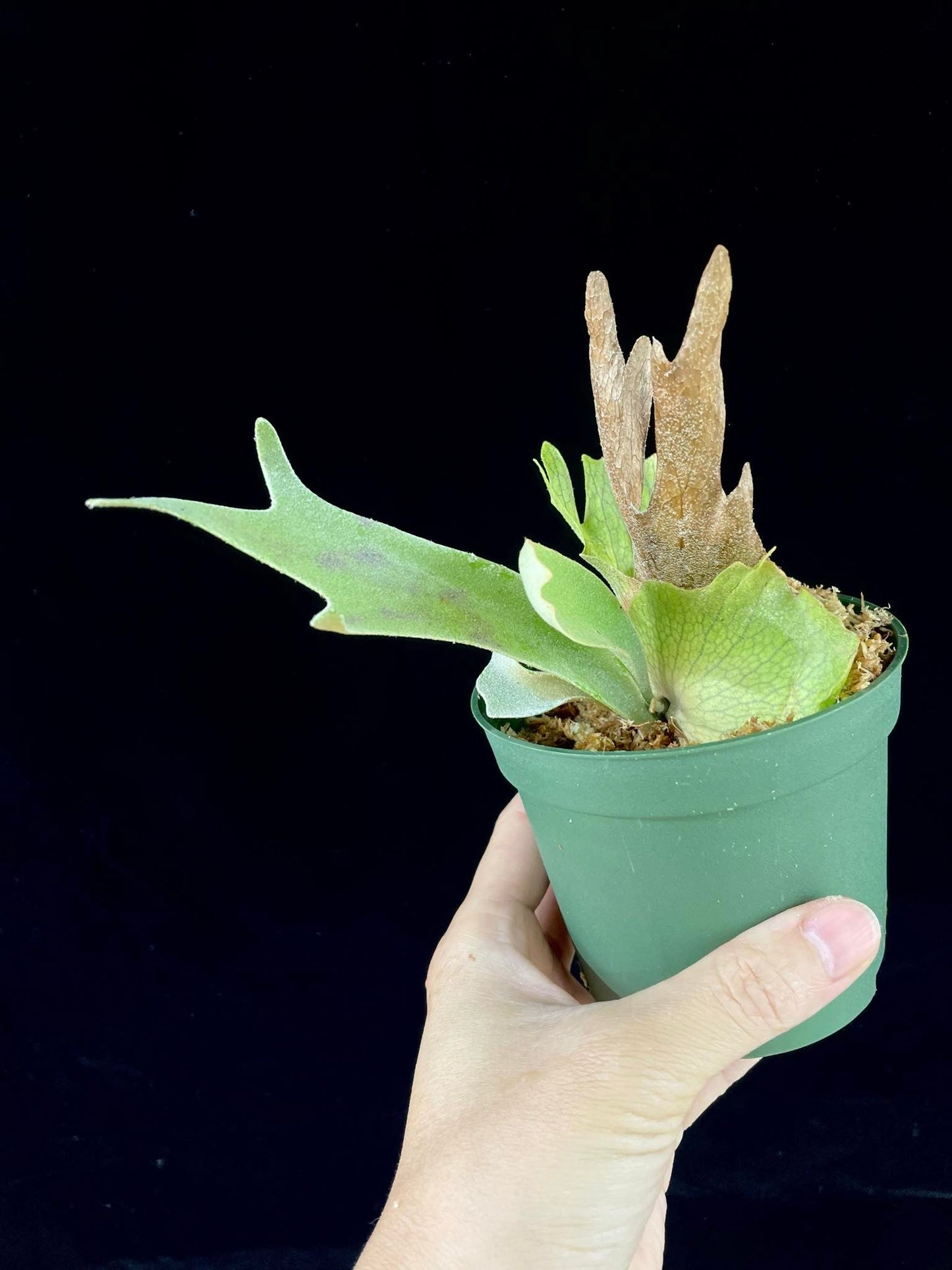 Platycerium willinckii “Lucky Girl” – Rare Staghorn Fern Select | First Pup Offering