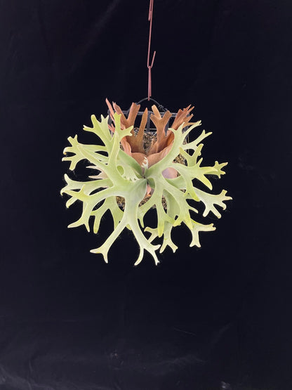 Platycerium willinckii “Lucky Girl” – Rare Staghorn Fern Select | First Pup Offering