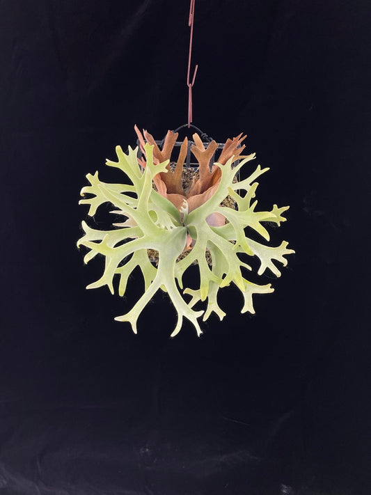 Platycerium willinckii “Lucky Girl” – Rare Staghorn Fern Select | First Pup Offering