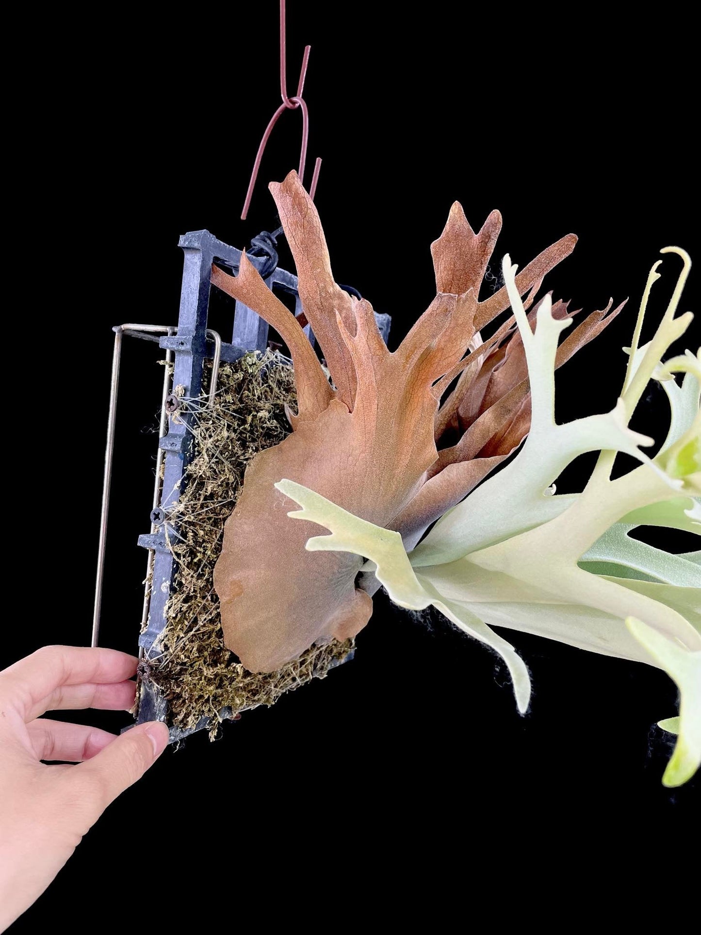 Platycerium willinckii “Lucky Girl” – Rare Staghorn Fern Select | First Pup Offering