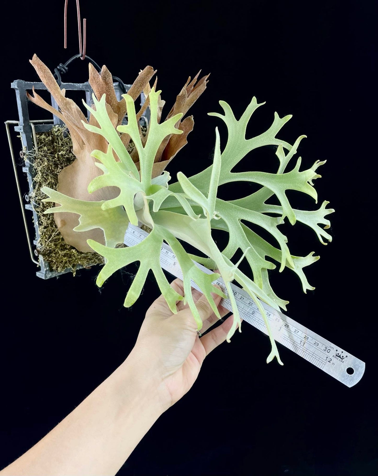 Platycerium willinckii “Lucky Girl” – Rare Staghorn Fern Select | First Pup Offering