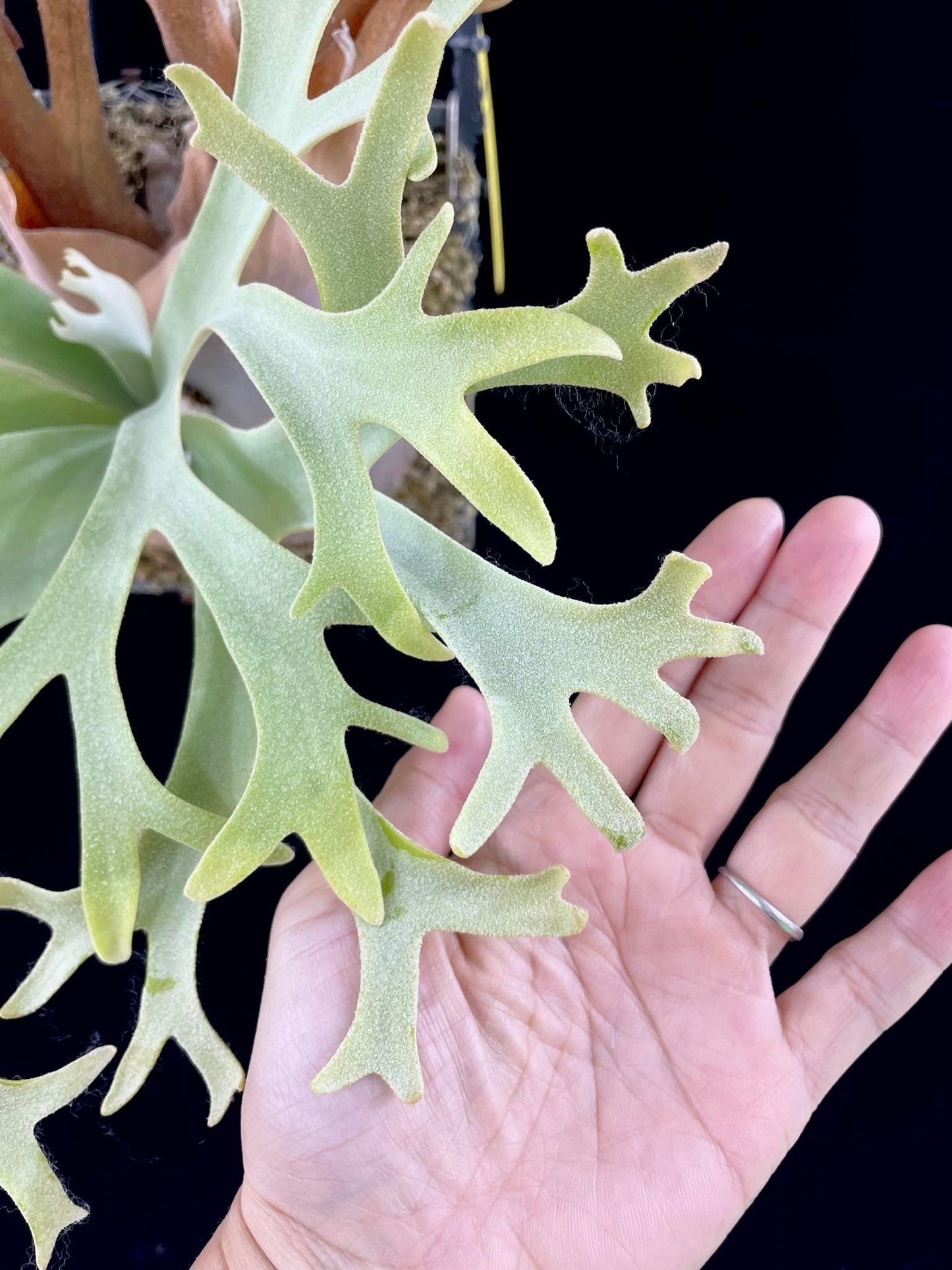 Platycerium willinckii “Lucky Girl” – Rare Staghorn Fern Select | First Pup Offering