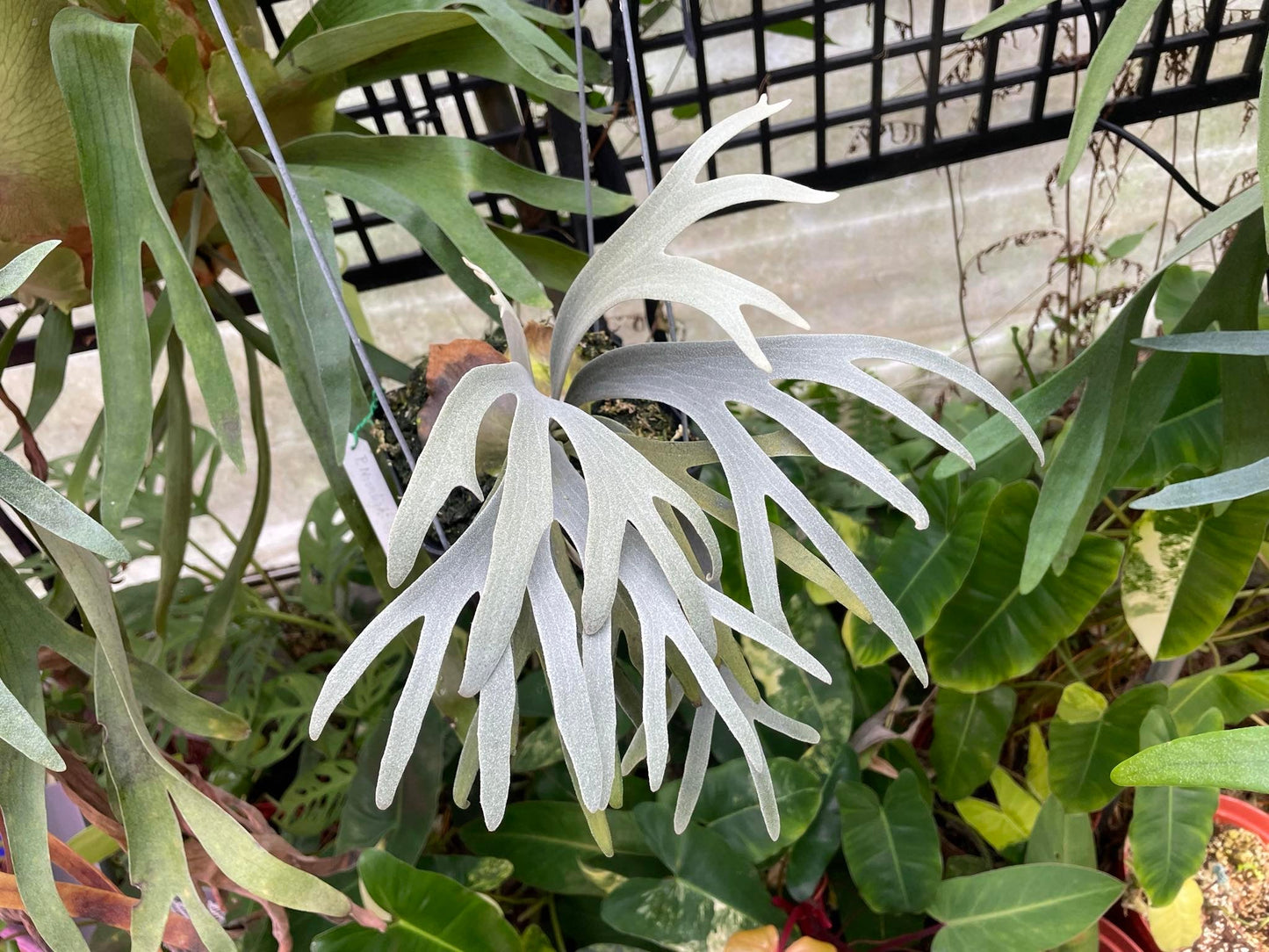 Platycerium Moonlight