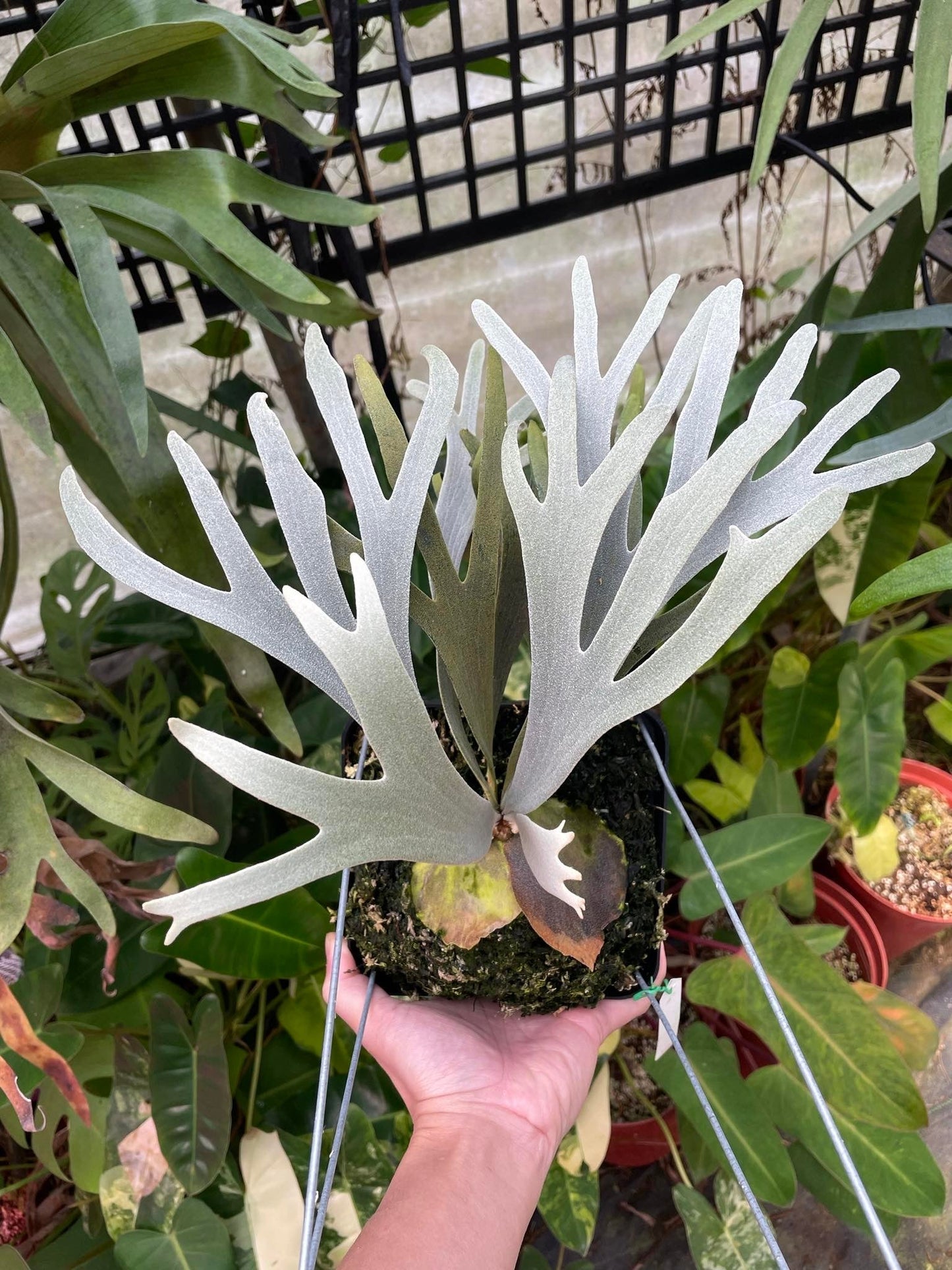 Platycerium Moonlight